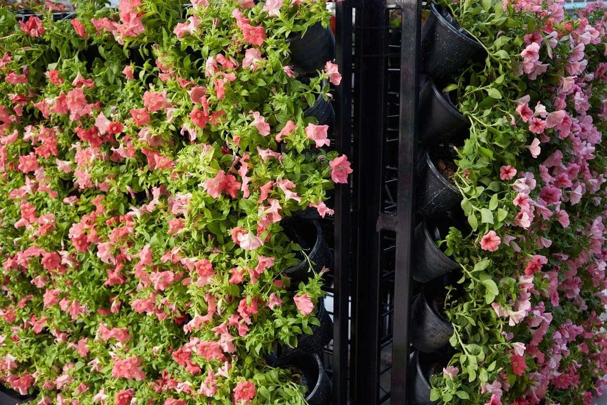 gradina verticala cu flori curgatoare