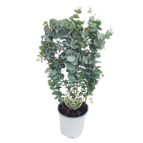 Eucalyptus Grecia pe scarita - Cinerea