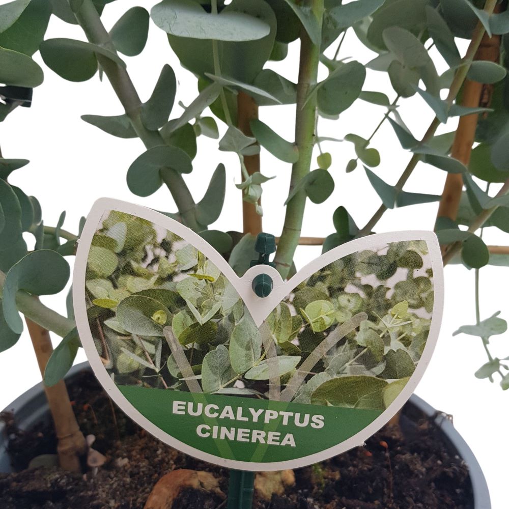 Eucalyptus Grecia pe scarita - Cinerea Eucalyptus Grecia pe scarita - Cinerea