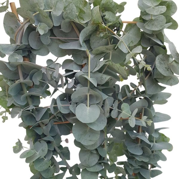 Eucalyptus Grecia pe scarita - Cinerea
