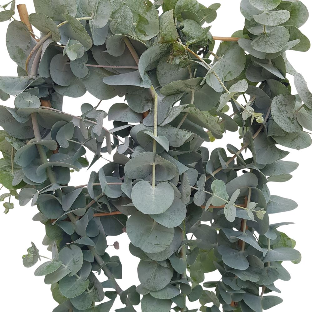 Eucalyptus Grecia pe scarita - Cinerea Eucalyptus Grecia pe scarita - Cinerea