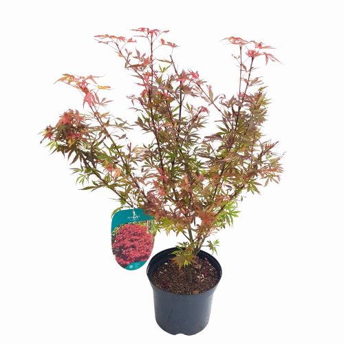 Acer palmatum - Artar japonez D19
