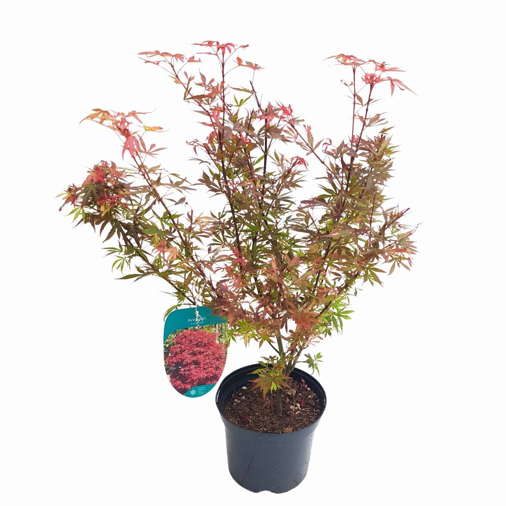Acer palmatum - Artar japonez D19