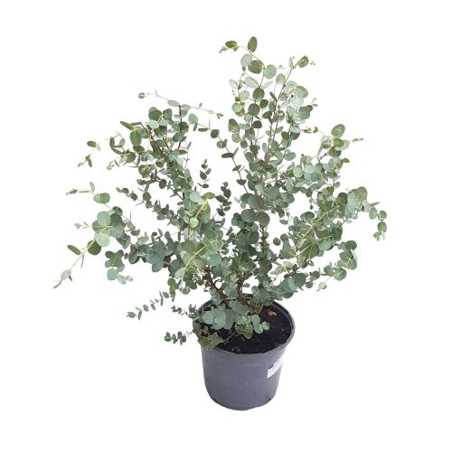Eucalyptus Cinerea tufa - Eucalipt