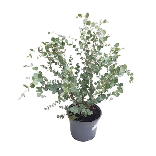 Eucalyptus Cinerea tufa - Eucalipt