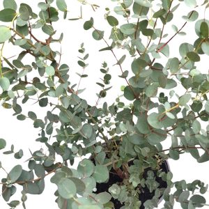 Eucalyptus Cinerea tufa - Eucalipt