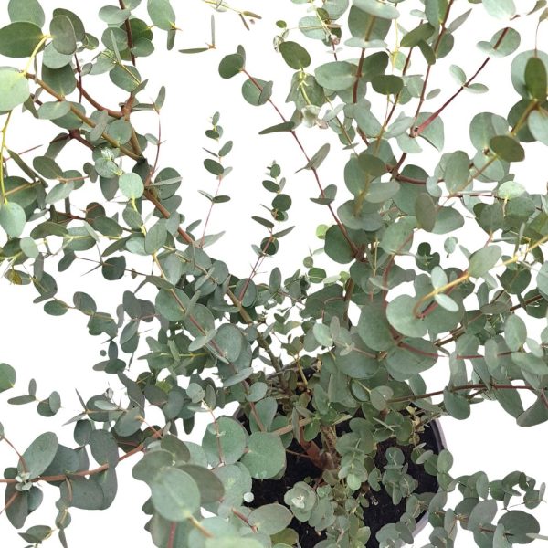 Eucalyptus Cinerea tufa - Eucalipt