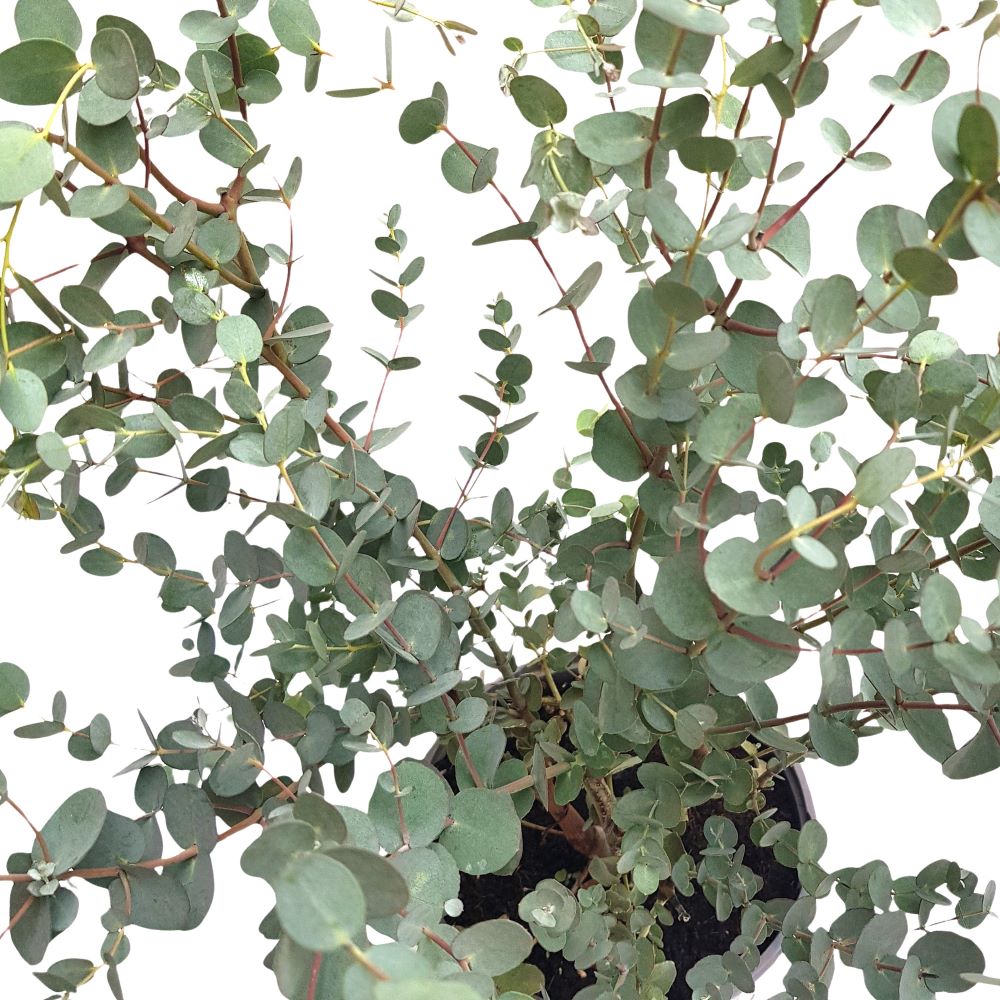 Eucalyptus Cinerea tufa - Eucalipt Eucalyptus Cinerea tufa - Eucalipt