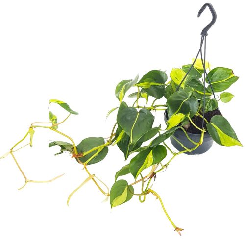 Philodendron Brasil bicolor Bol