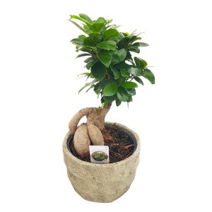 Bonsai Ficus Ginseng in ghiveci de ceramica