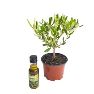 Maslin Bonsai Grecia + Cadou Ulei Olymp 100 ml