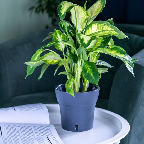 Ghiveci Happy plants Dali - Alb - Negru 11 cm (0.6 litri)