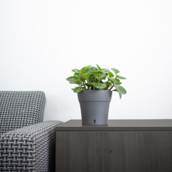 Ghiveci Happy plants Dali - antracit mat 11 cm