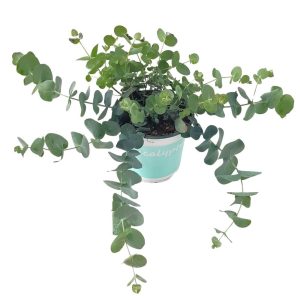 Eucalyptus - Cinerea - Eucalipt tufa D12
