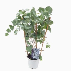 Eucalyptus Cinerea pe scarita - Eucalipt D12