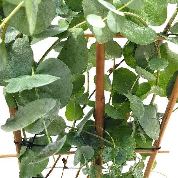 Eucalyptus Cinerea pe scarita - Eucalipt D12
