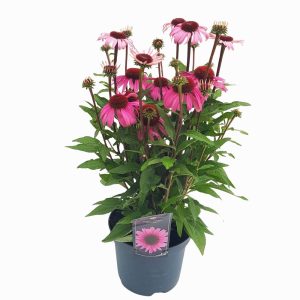 Echinacea Sunseekers