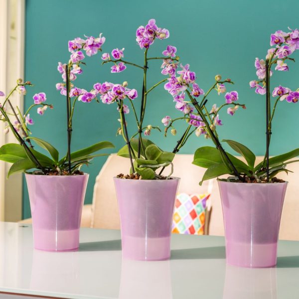Ghiveci Happy Plants  Arte- Dea Transparent 1.2 litri (14.5 cm) - imagine 5
