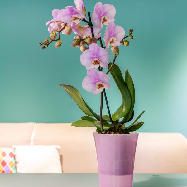 Ghiveci Happy Plants  Arte- Dea Transparent 1.2 litri (14.5 cm) - imagine 6