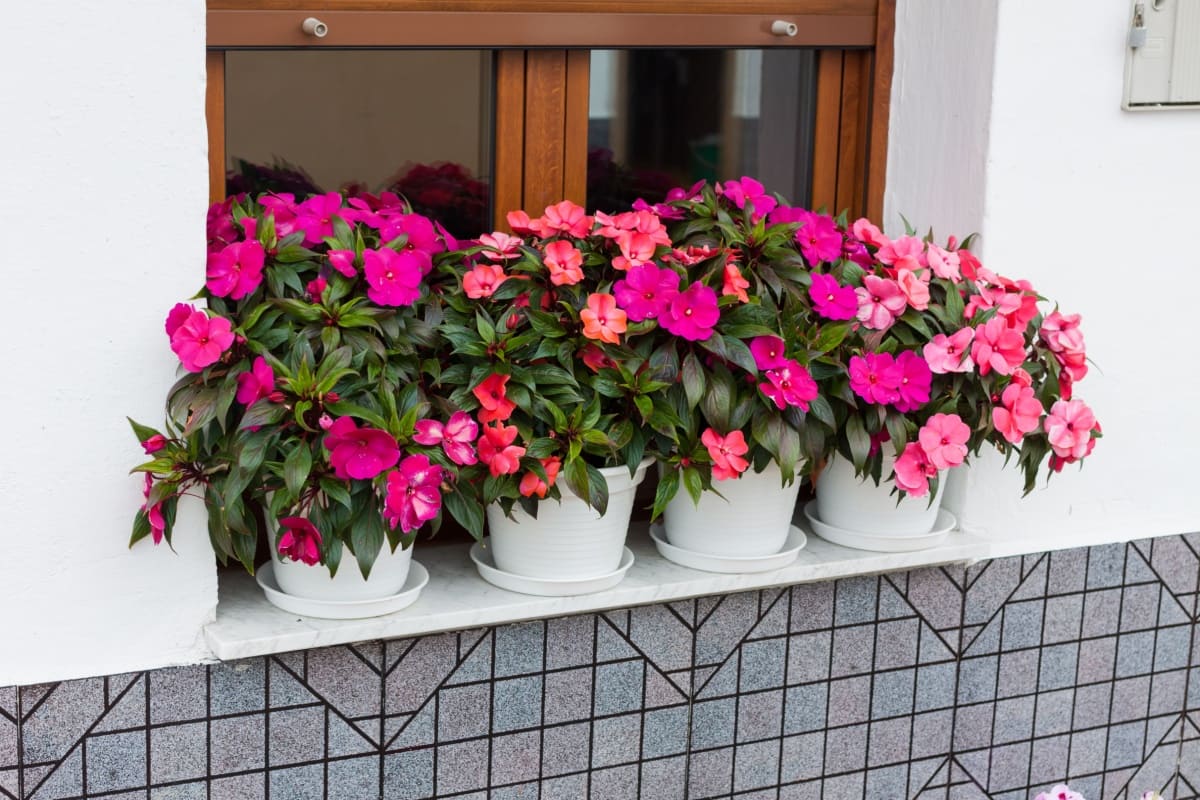 floare Sporul casei sau Impatiens