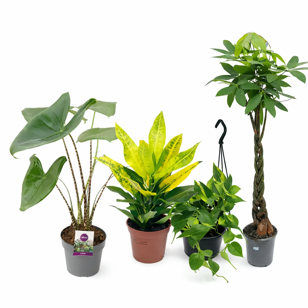 plante decorative prin frunze categ