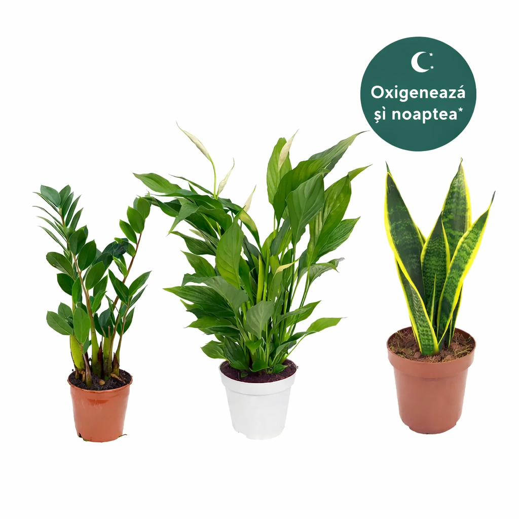 plante pentru dormitor category