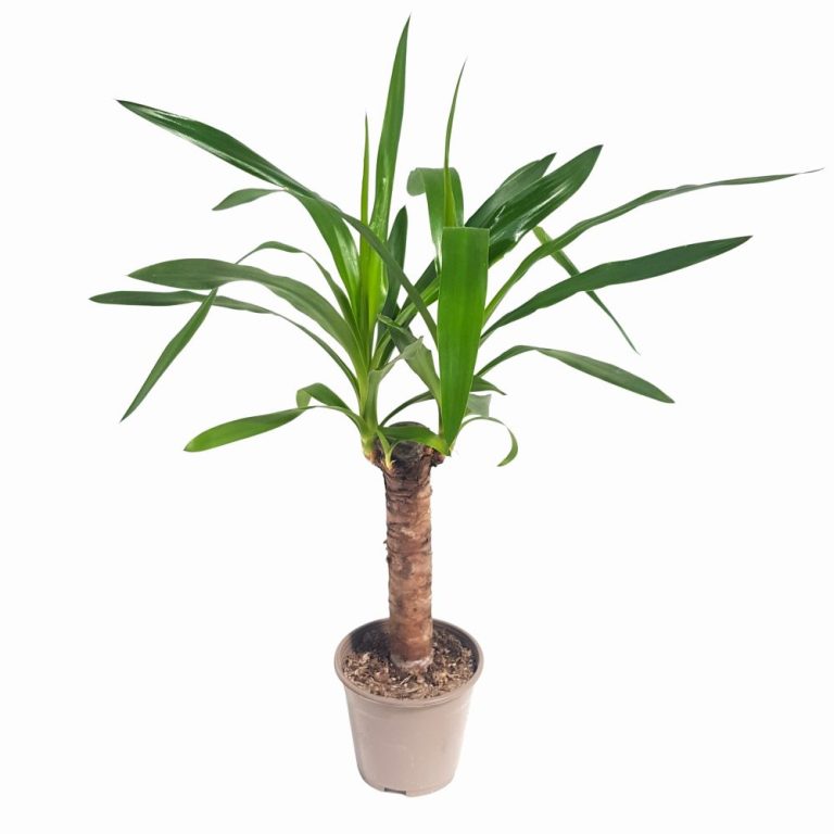 Yucca 1 tulpina D12