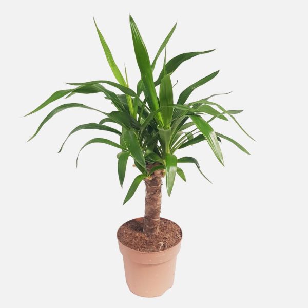 Yucca 1 tulpina D17