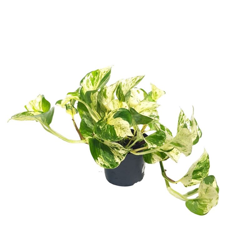 Epipremnum njoy bicolor