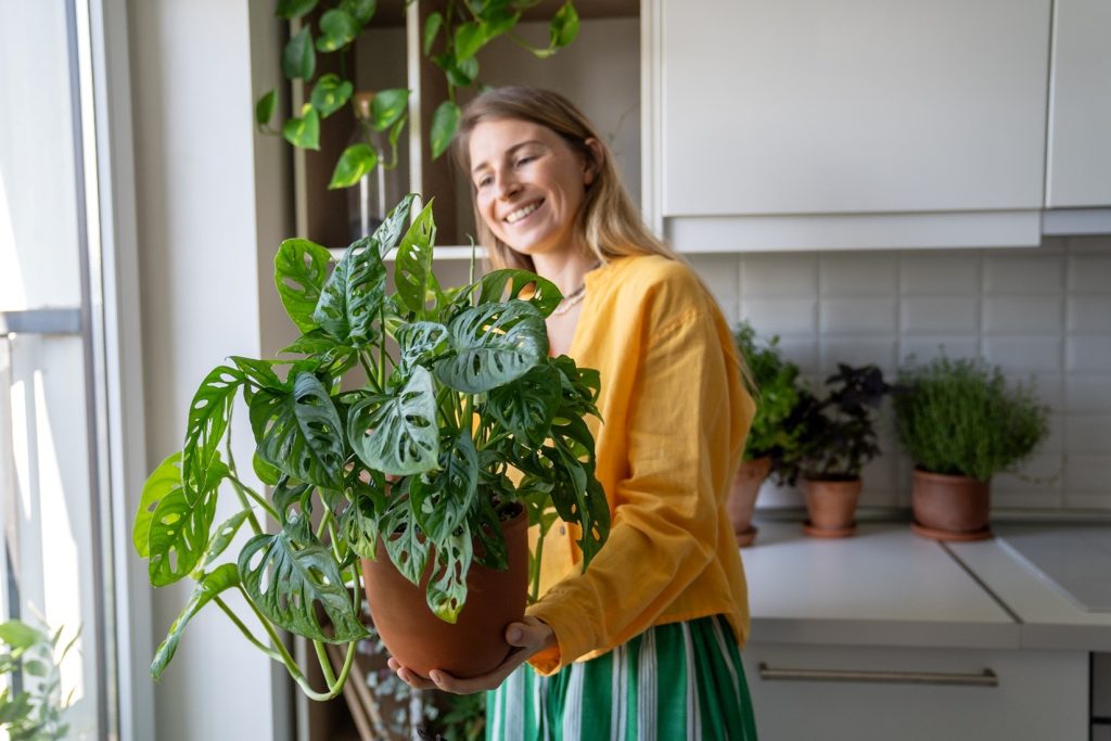 MONSTERA ADANSONII – GHID COMPLET PENTRU IUBITORII DE PLANTE DE APARTAMENT.