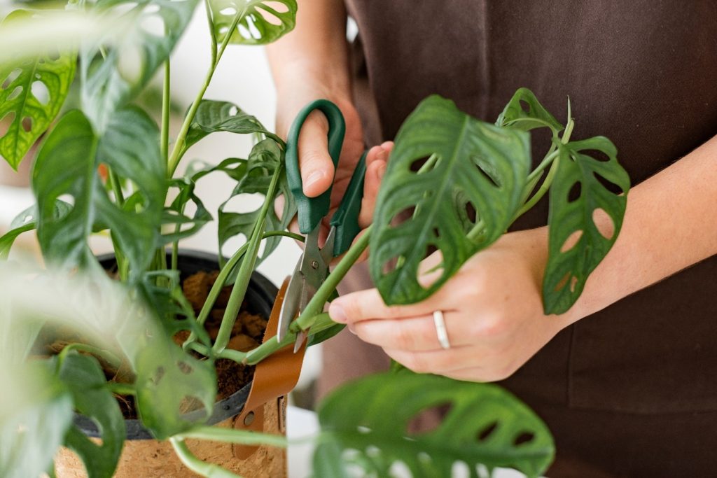 MONSTERA ADANSONII – GHID COMPLET PENTRU IUBITORII DE PLANTE DE APARTAMENT.