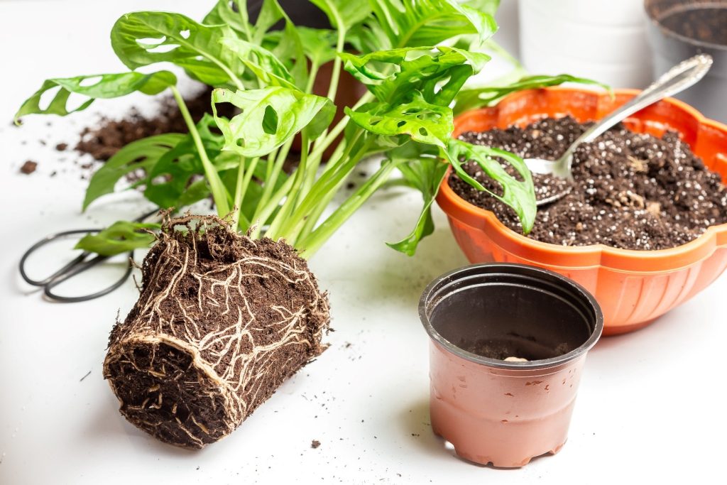 MONSTERA ADANSONII – GHID COMPLET PENTRU IUBITORII DE PLANTE DE APARTAMENT.