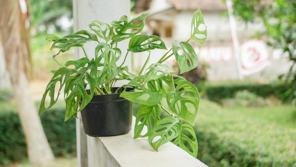 MONSTERA ADANSONII – GHID COMPLET PENTRU IUBITORII DE PLANTE DE APARTAMENT.