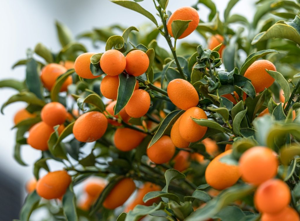 KUMQUAT – MINILIVADA DE CITRICE IN CASA TA!