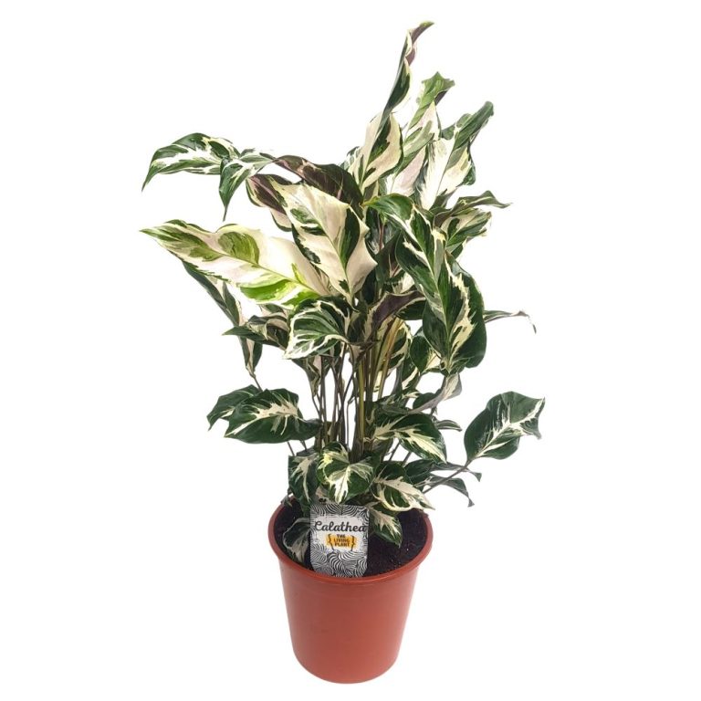 Calathea Fusion White