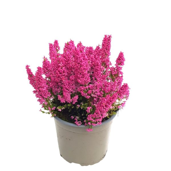 Erica Gracilis D17
