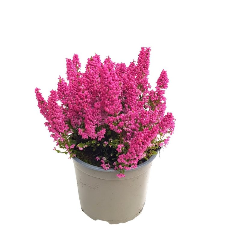 Erica Gracilis D17