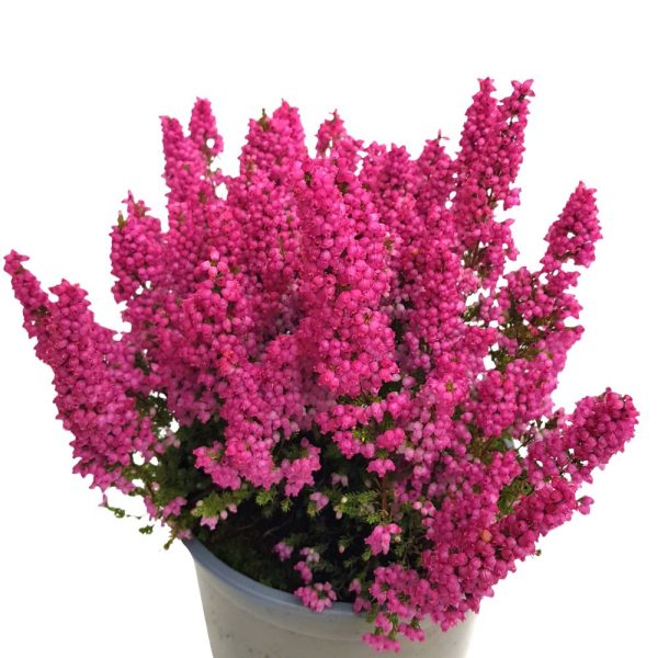 Erica Gracilis D17