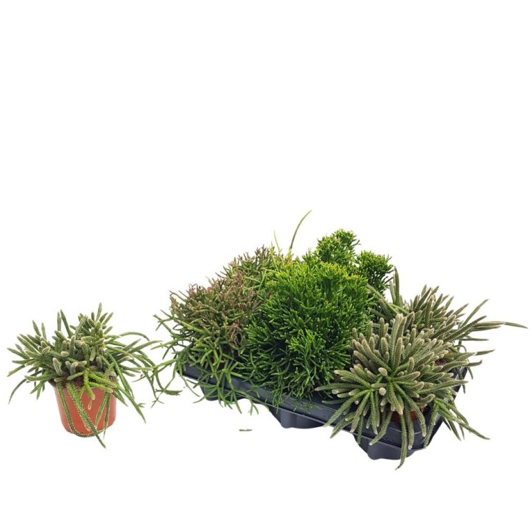 Rhipsalis -Mixt de sortimente