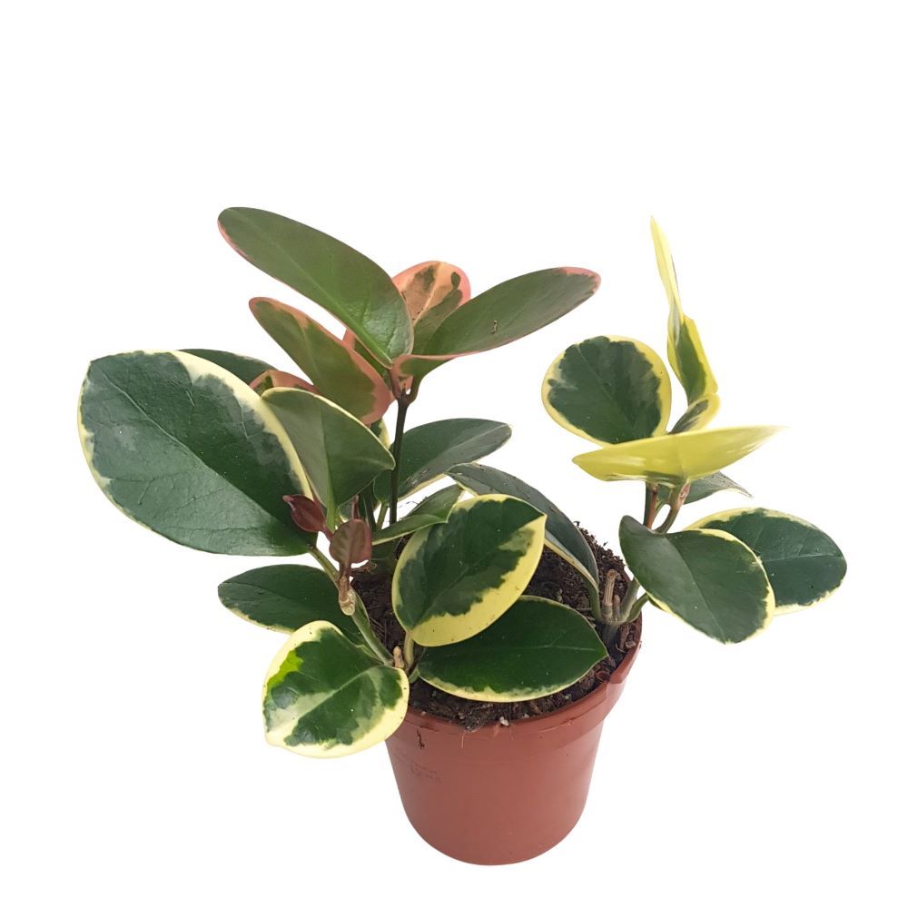 Hoya Australis Blondie