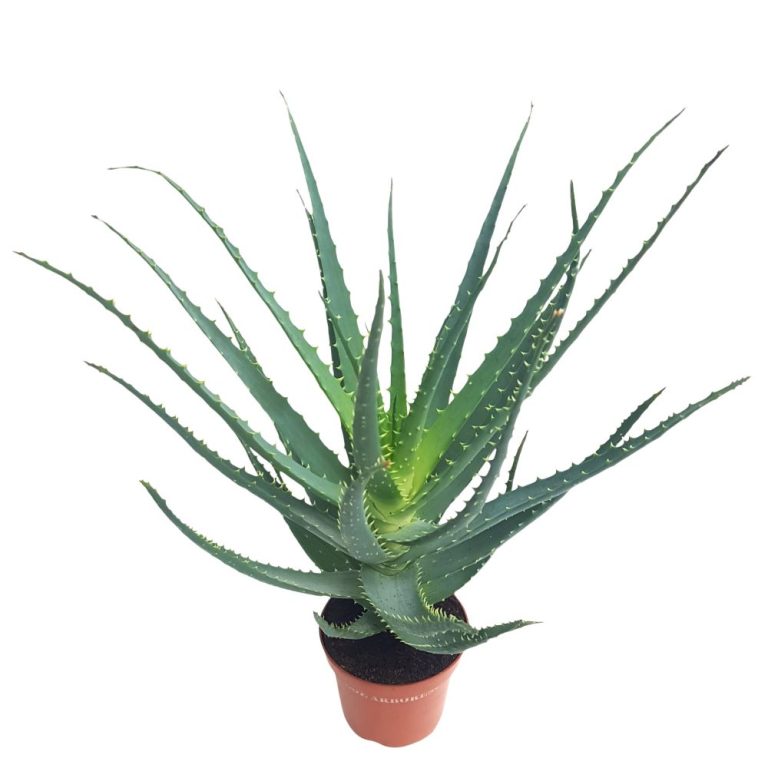 Aloe Arborescens