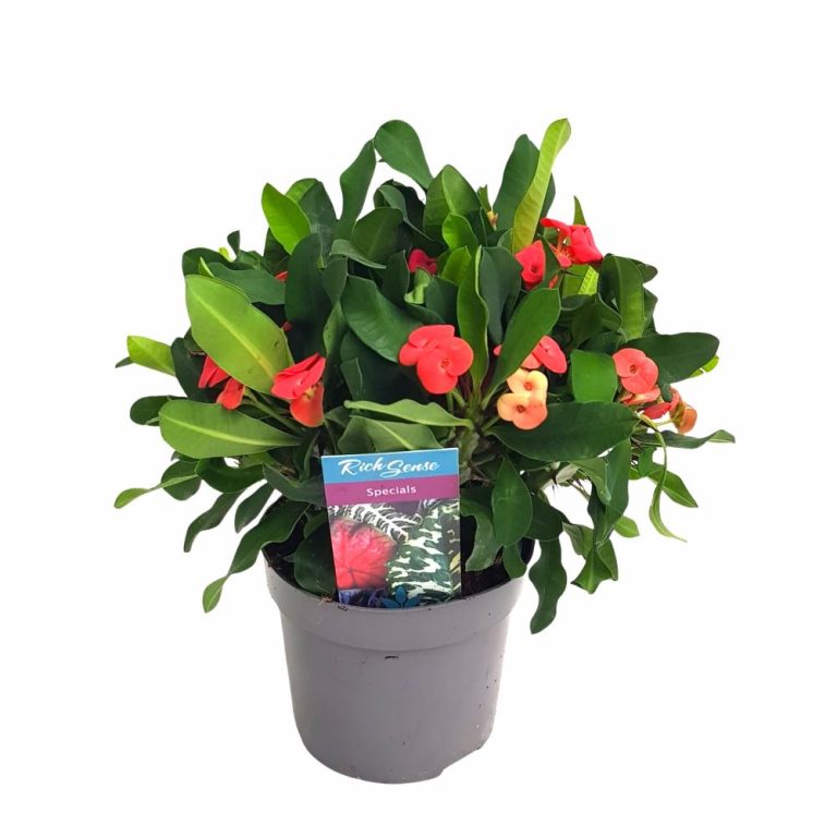 Euphorbia Karloa - Coroana lui Iisus