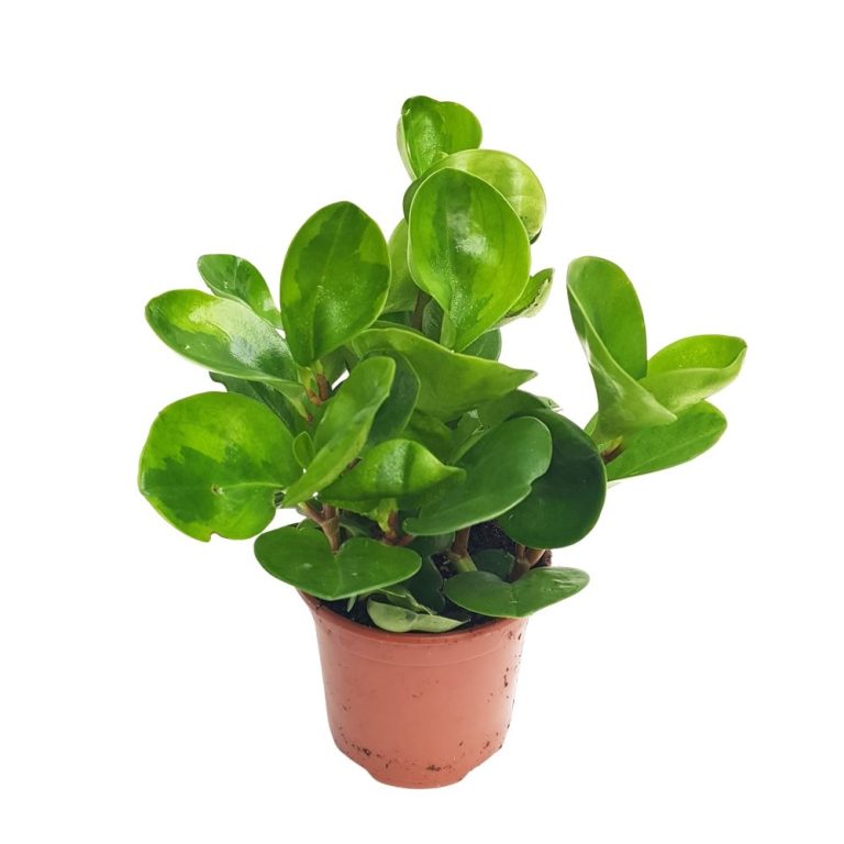Peperomia Green