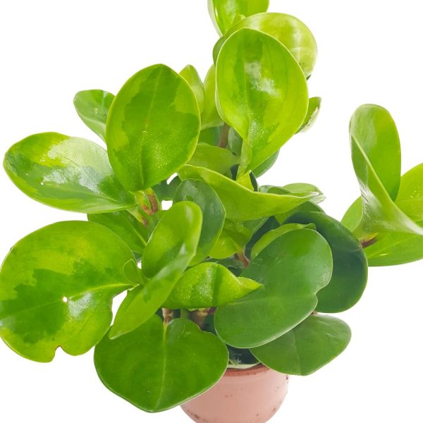 Peperomia Green
