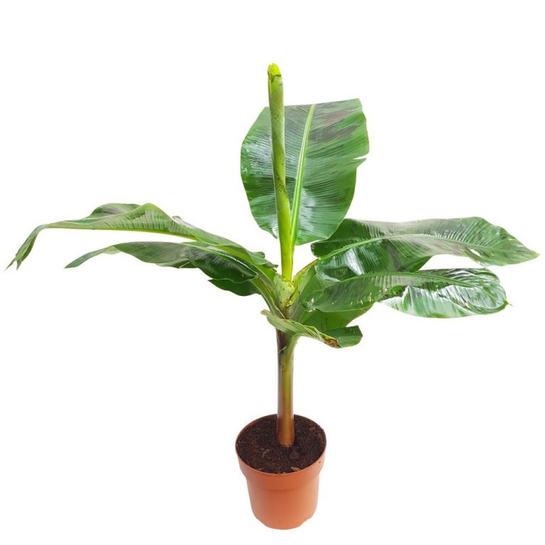 Banan - Musa tropicana D24
