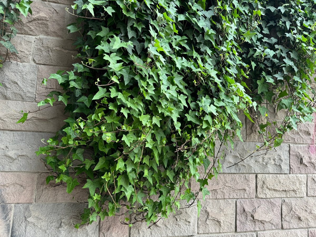 Hedera-cataratoare-pe-zid-in-gradina