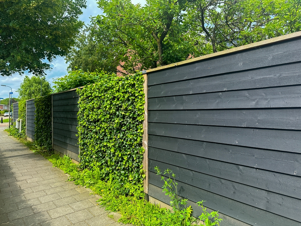 Hedera-gard-viu