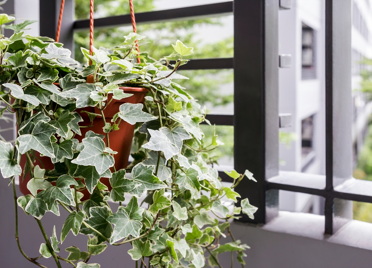 Hedera-in-ghiveci