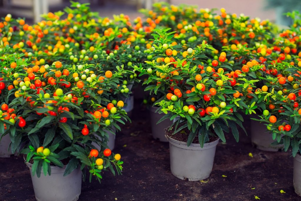 SOLANUM – MARUL DRAGOSTEI.