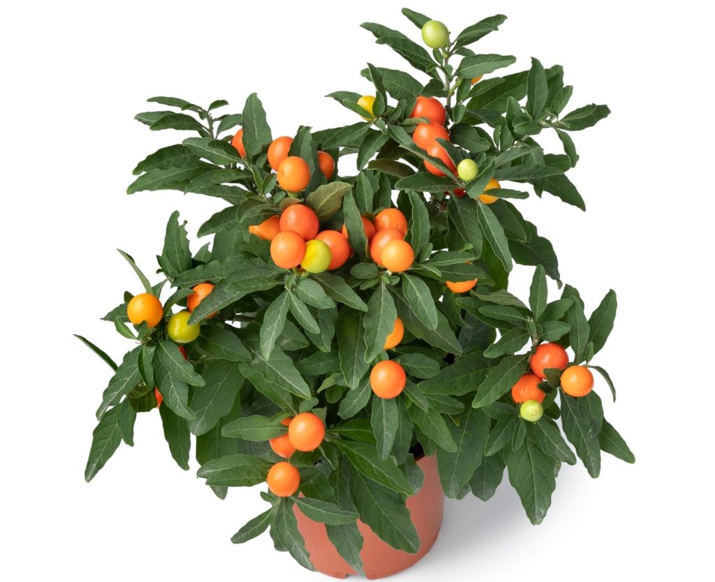 SOLANUM – MARUL DRAGOSTEI.